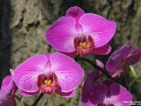 05389 - Doris' Orchids  Peter Rhebergen - Each New Day a Miracle